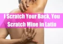 I Scratch Your Back; You Scratch Mine in Latin Featured Image